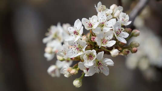 Yellow plum a small point fruit plants nature