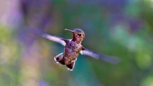 Nature wing wildlife photo