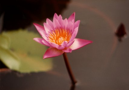 Lotus flower 1 photo