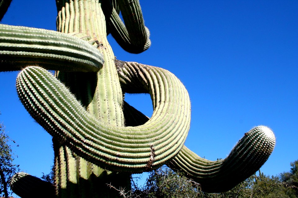 Curvy Armed Saguaro