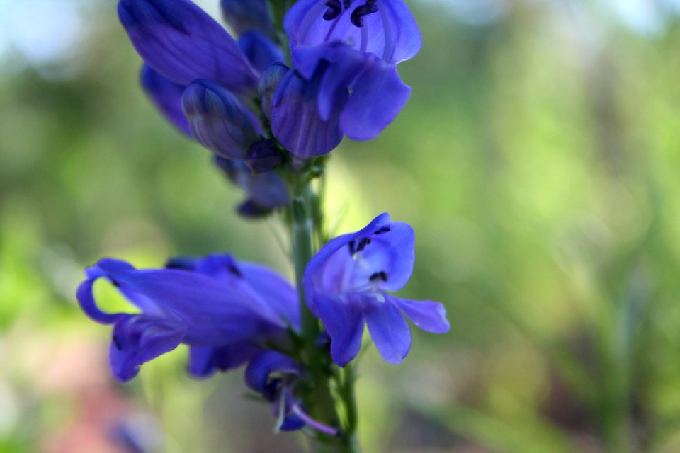 Larkspur