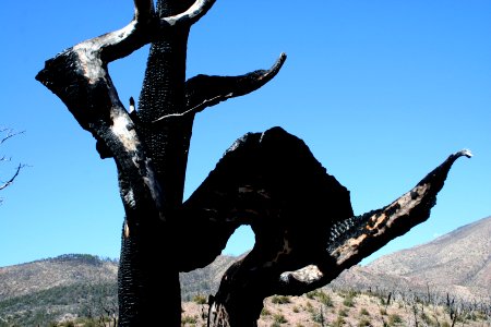 Twisted and Burnt