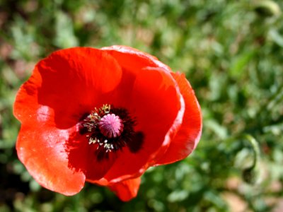 Iceland Poppy