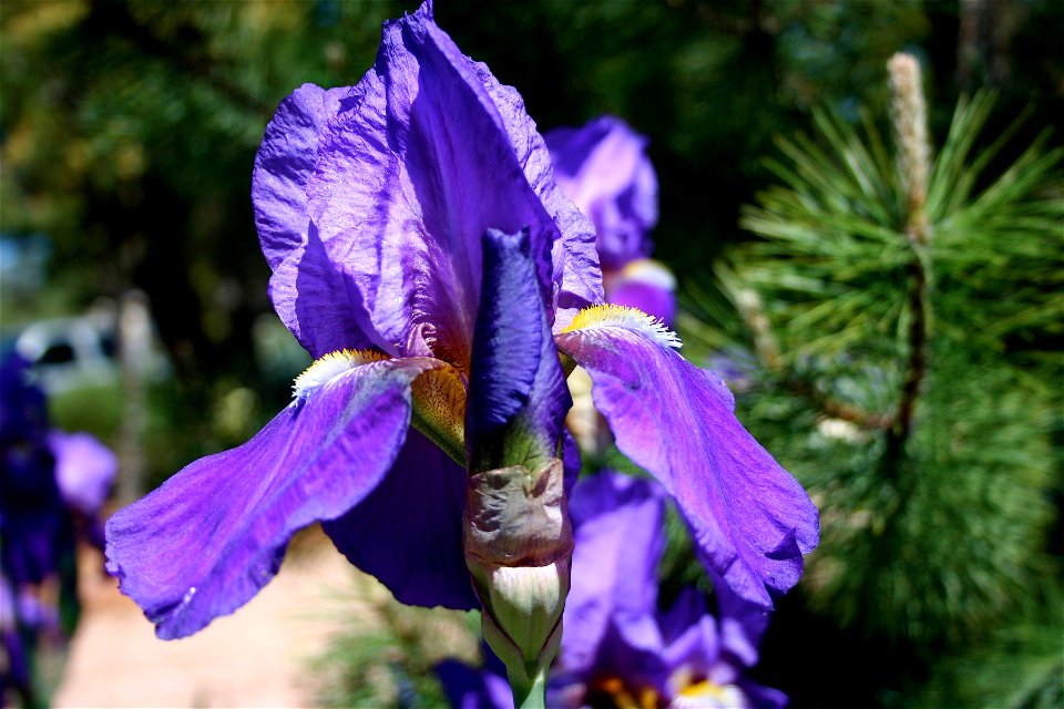 Iris Color Explosion