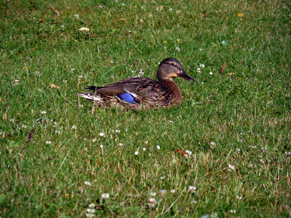 Water bird nature meadow