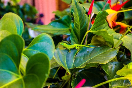 Dominican republic leaves green