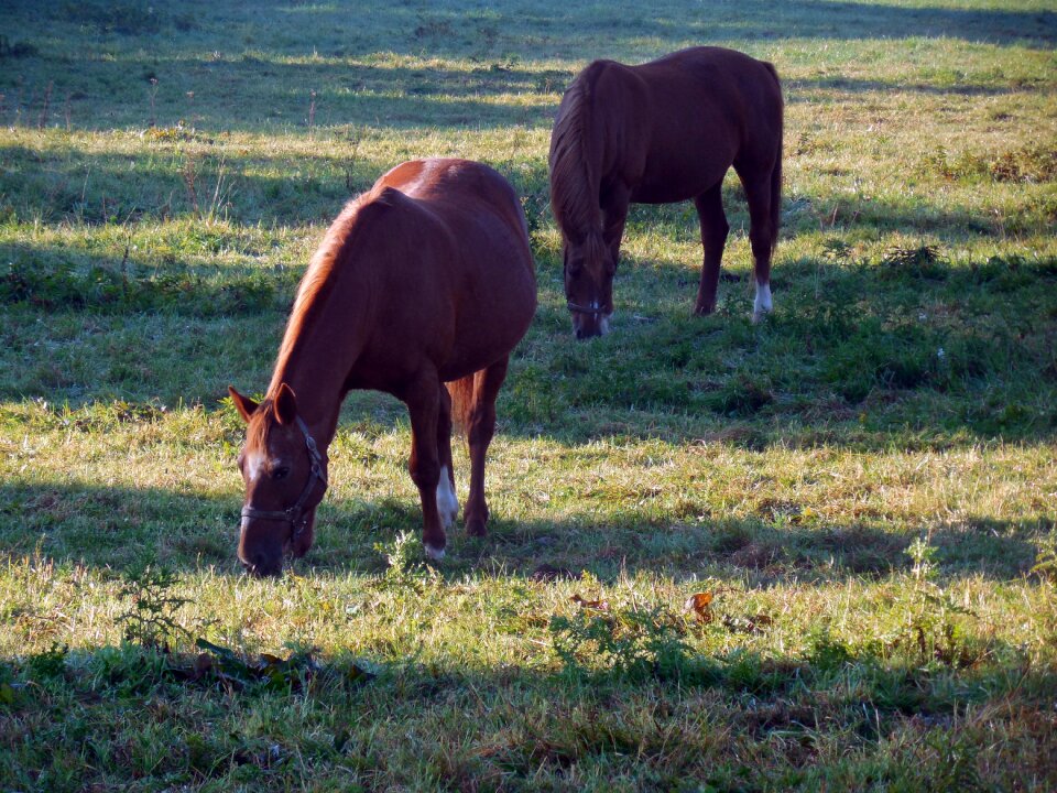 Graze coupling meadow