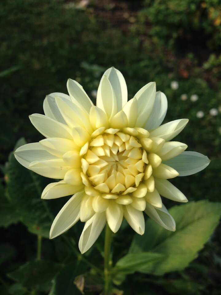 Spring fragrance aroma