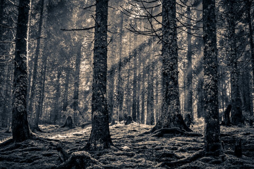 Black and white nature light