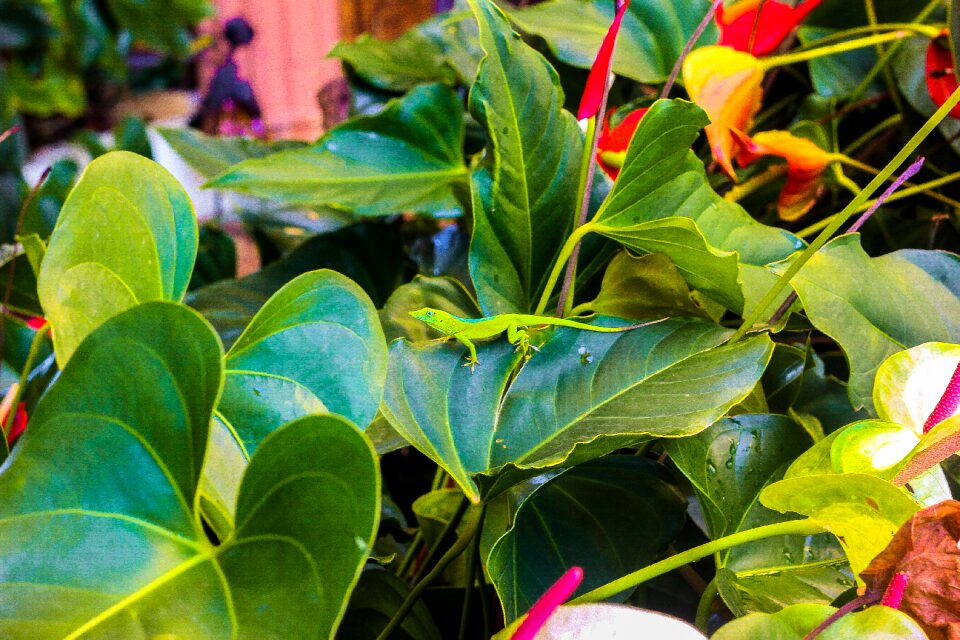 Dominican republic leaves green