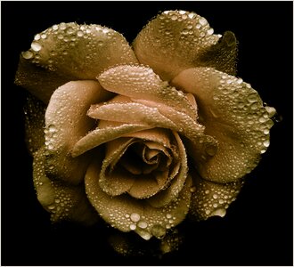 Blossom bloom noble