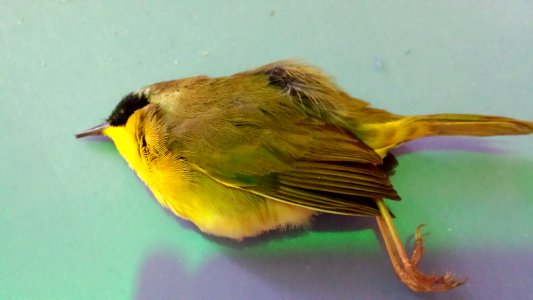 Common yellowthroat
