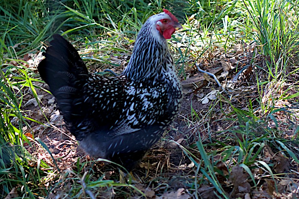 Chicken Chicken Chicken!