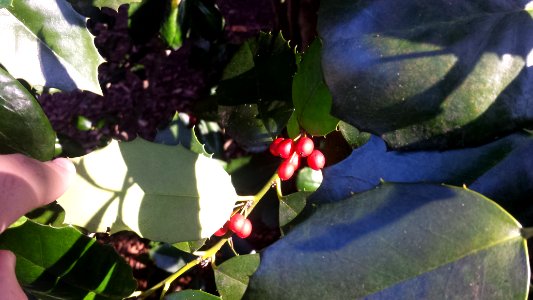 Fruits and Leaves of a Ilex ambigua or "Carolina Holly"