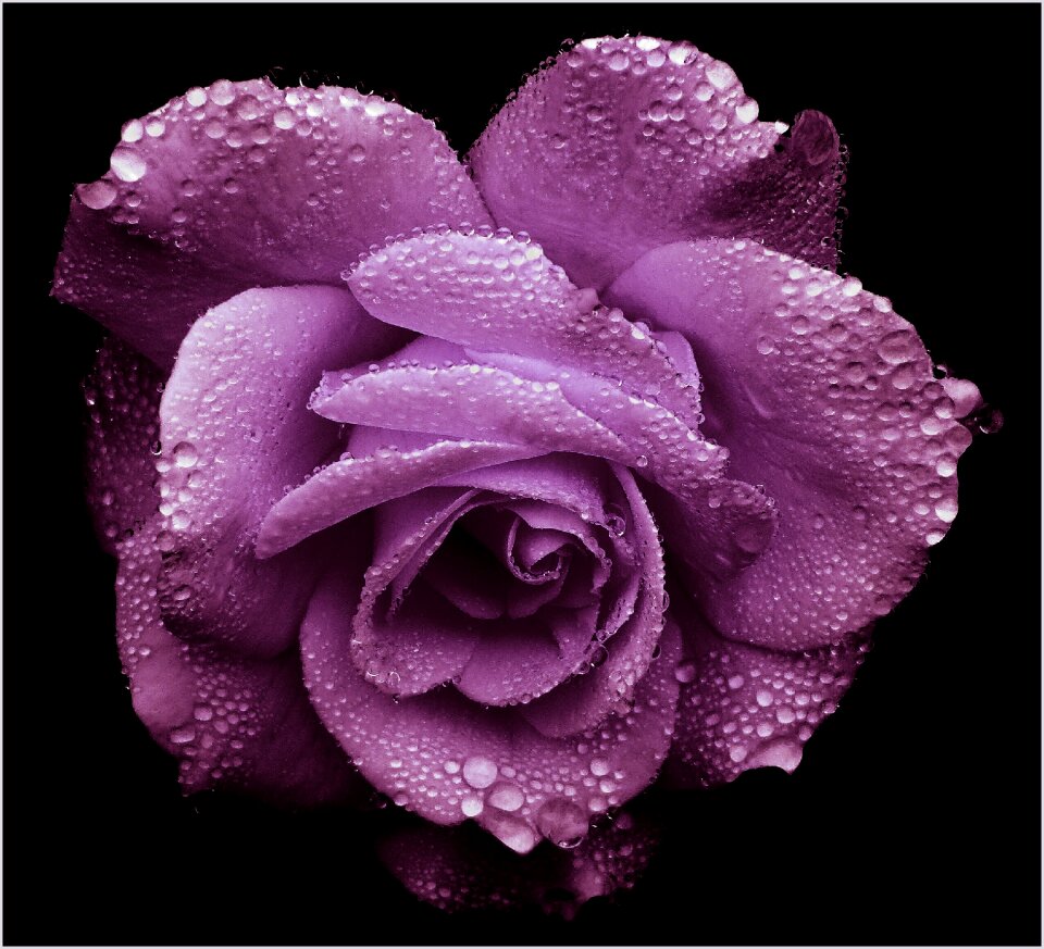 Blossom bloom noble