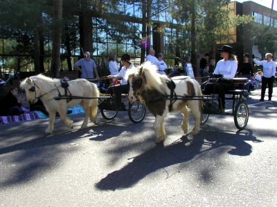 Classy Small Horses