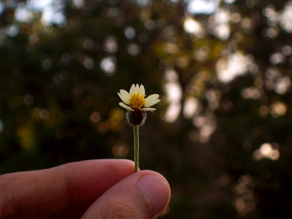 melancholy