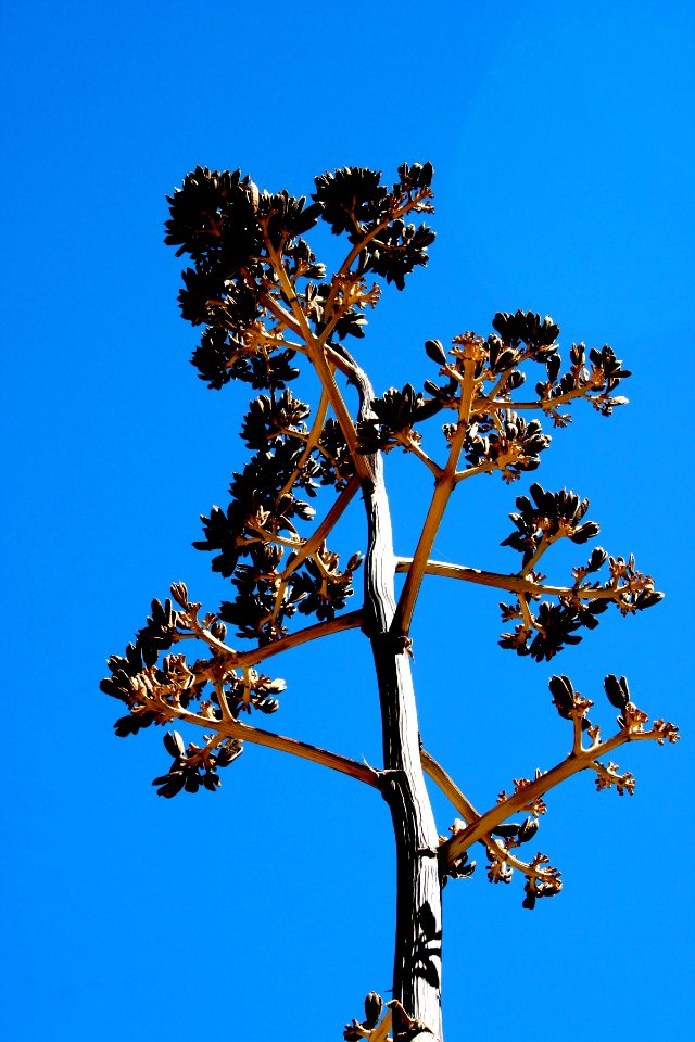 Century Plant Stalk