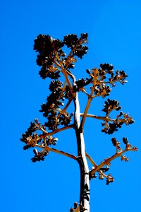 Century Plant Stalk
