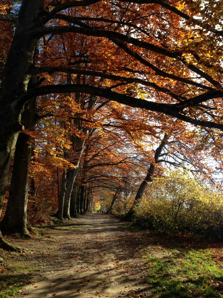 Autumn trees zollikon