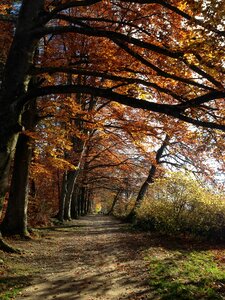Autumn trees zollikon