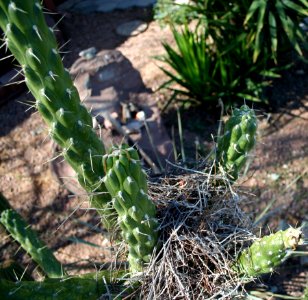 Bird Nest in our Cactus
