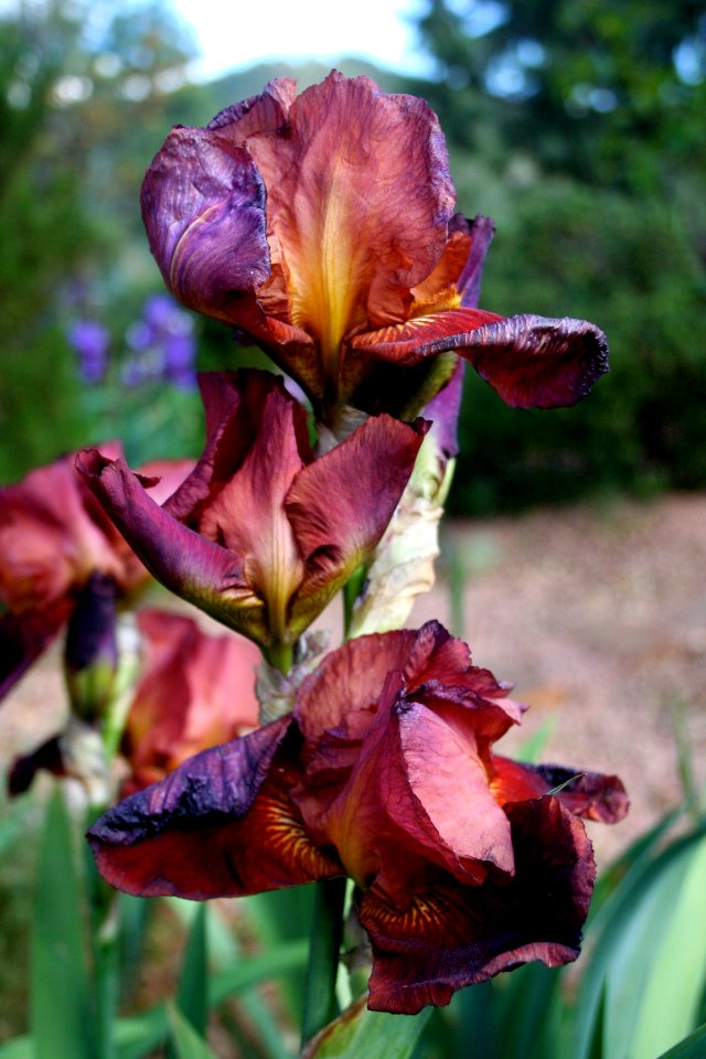 Iris Color Explosion