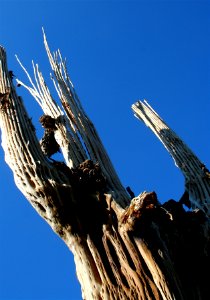 Saguaro Skeleton