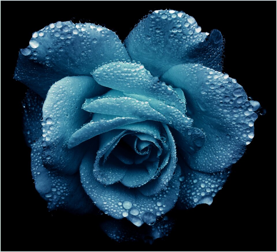 Blossom bloom noble
