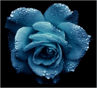 Blossom bloom noble