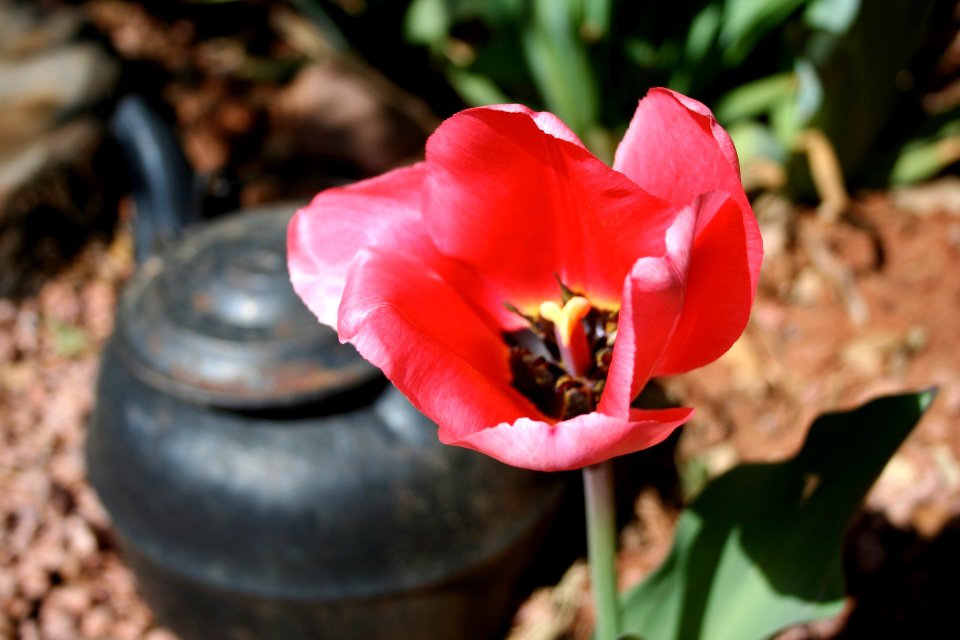 Tulip