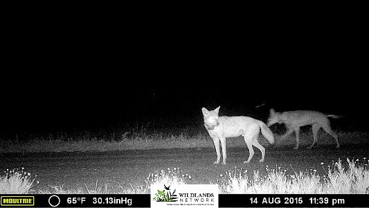 Photo Credit: Wildlands Network