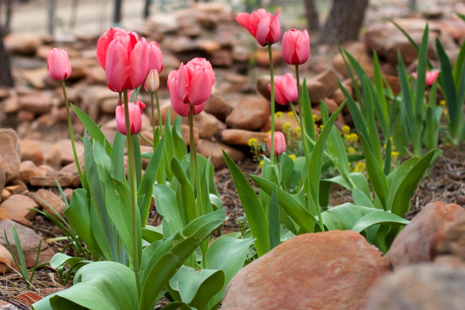 Tulip Patch