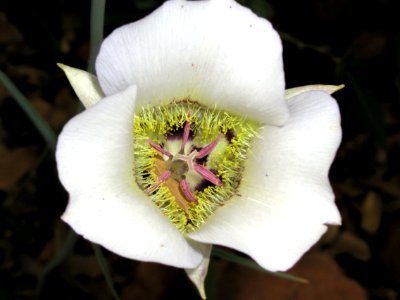 Flowers from Strawberry