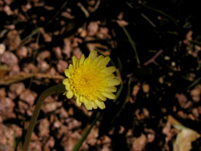 Not a Dandelion