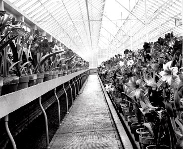 1923.amaryllis.A Riot of Grays.Natl Photo Collection.LOC.Shorpy photo