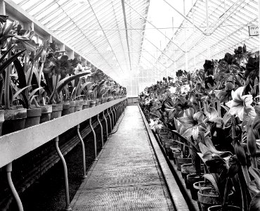 1923.amaryllis.A Riot of Grays.Natl Photo Collection.LOC.Shorpy