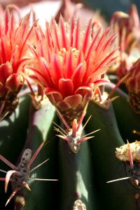 Barrel Cactus Bouqet