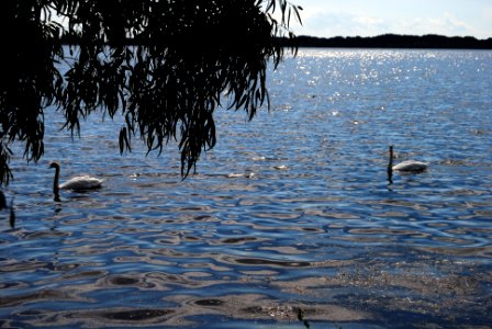 lago di fogliano photo