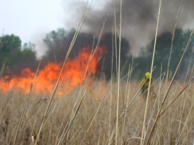 Iowa Tallgrass Prairie Prescribed Fire