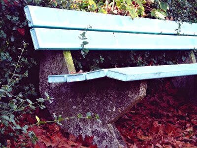 Nature forest bench photo