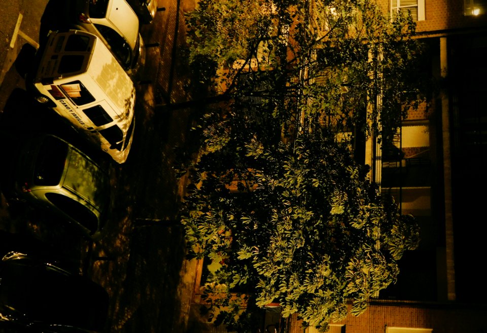 Dia 22. Árboles. Paisaje.