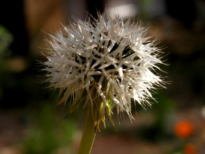 Flowers from Strawberry