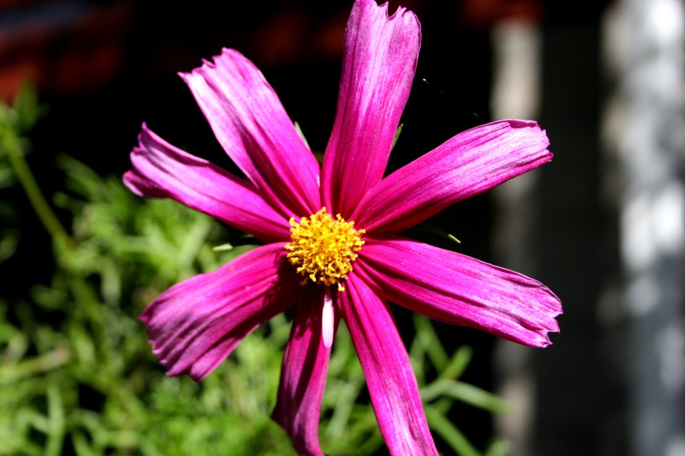 Dear Mr Cosmo Flower