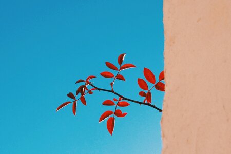 Nature plant looking