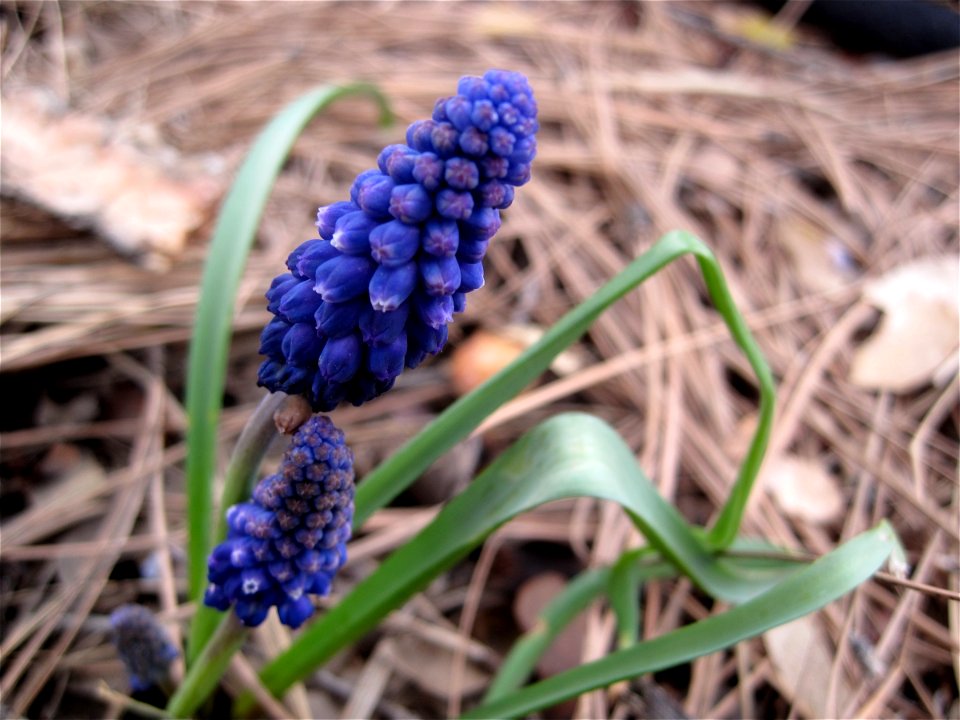 Precious Berries