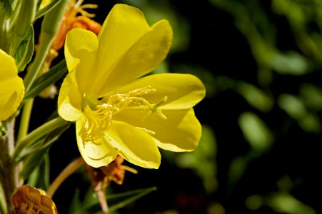 Reaching Sunward