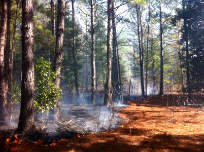 Florida Sandhill Prescribed Fire