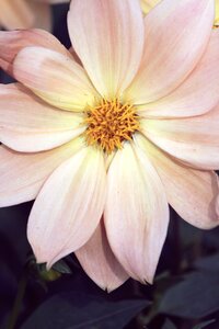 Nature culture petal