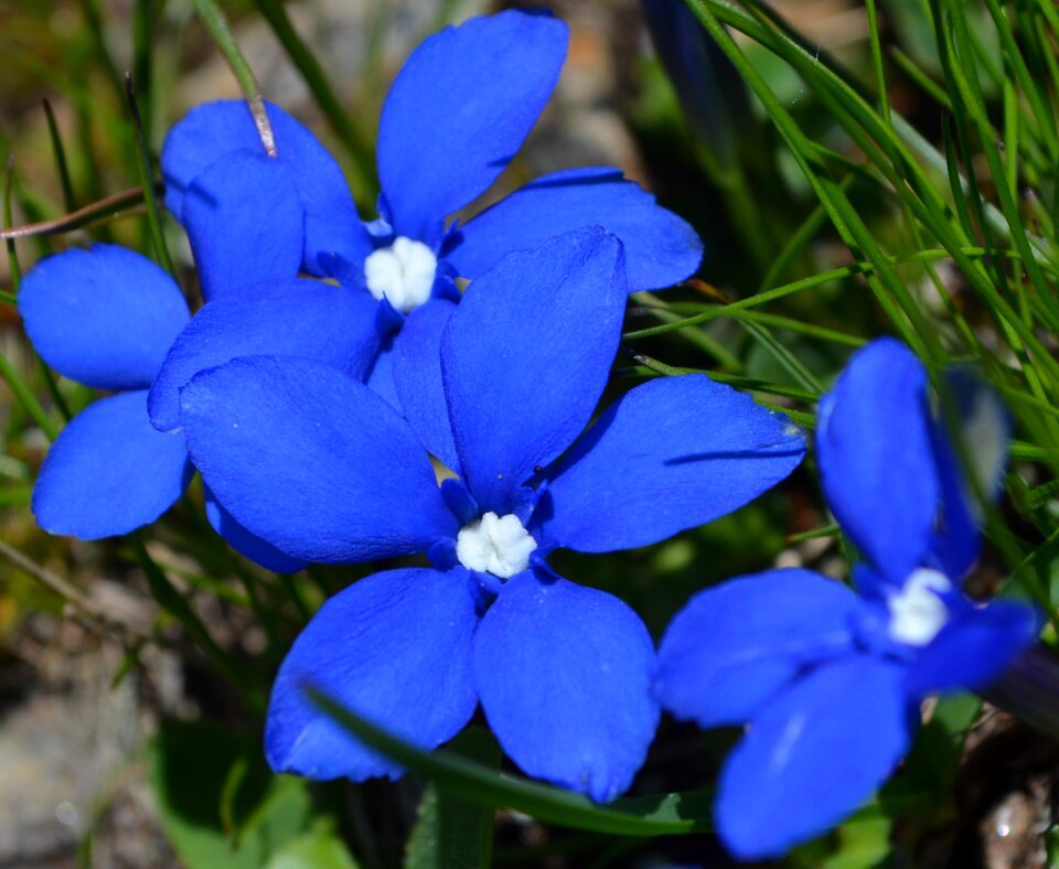 Prato flowers garden